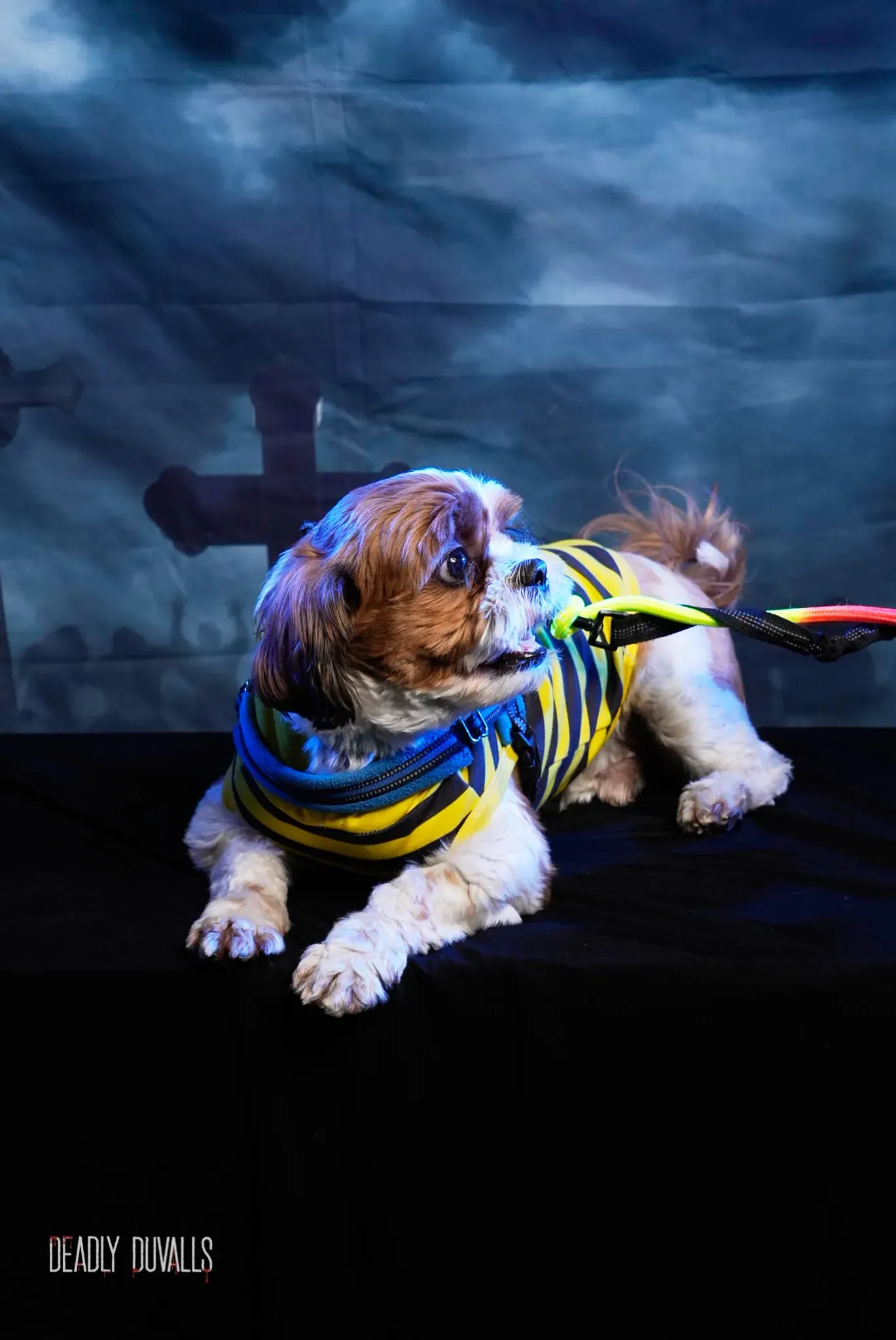 Small spaniel lying down in a yellow and blue striped bee costume at the Howl-O-Ween pet photo booth, Wag Hotels Hollywood, Los Angeles
