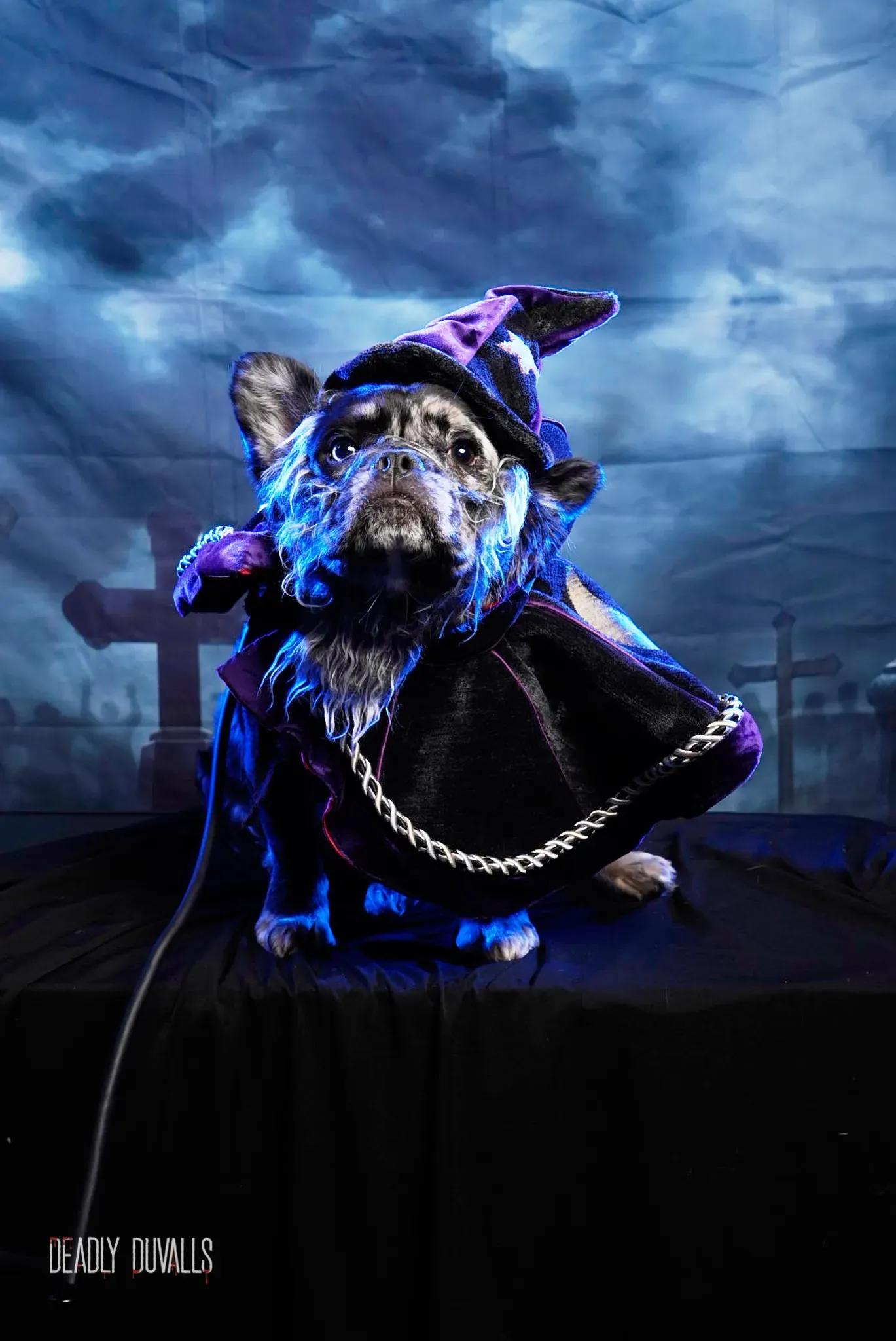 French bulldog in a witch hat and cape lit blue against a gravestone backdrop — Halloween pet portrait in Los Angeles